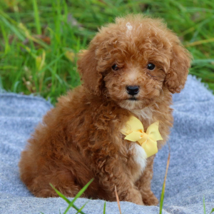 Poodle Puppy Bentley