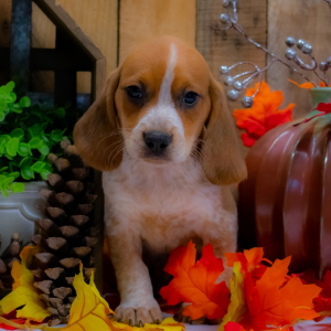 Beagle Puppy Mason