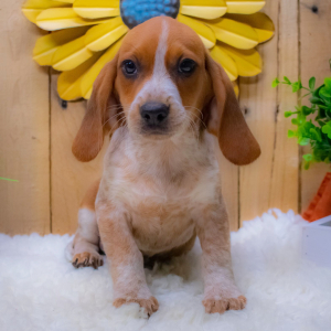 Beagle Puppy Mason