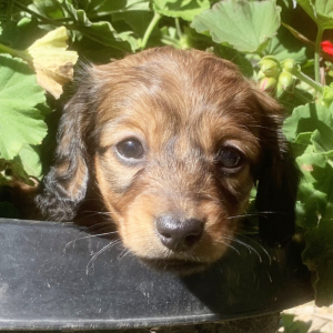 Dachshund Puppy Carmella