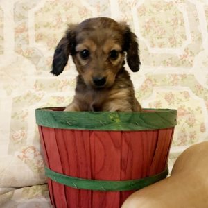 Dachshund Puppy Carmella