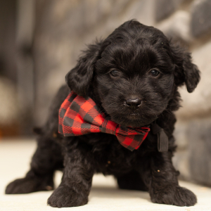 Goldendoodle Puppy Faith