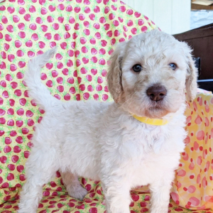 Goldendoodle Puppy Sadie