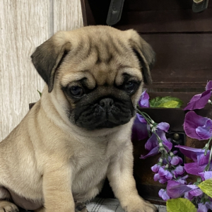 Pug Puppy Odell
