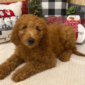 Goldendoodle Puppy Harper