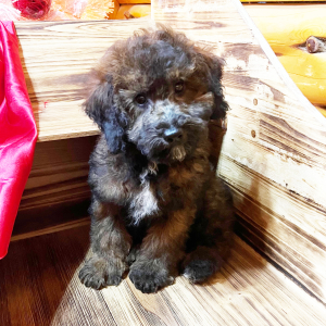 Poodle Puppy Marley