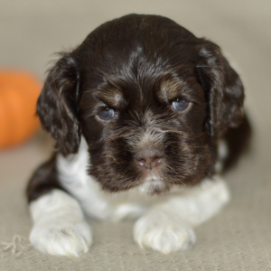 Cocker Spaniel Puppy Charlie