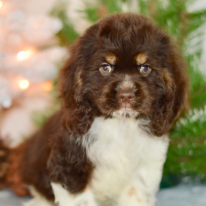 Cocker Spaniel Puppy Charlie