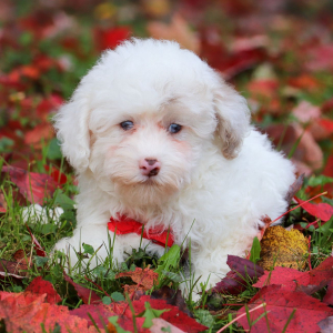 Poodle Puppy Charles