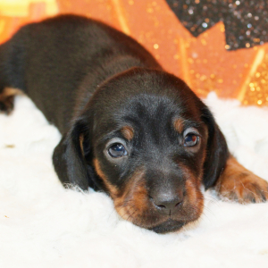 Dachshund Puppy Grace