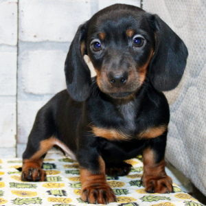 Dachshund Puppy Grace