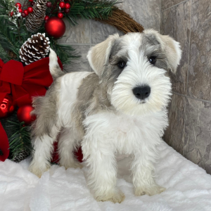 Miniature Schnauzer Puppy Blitz