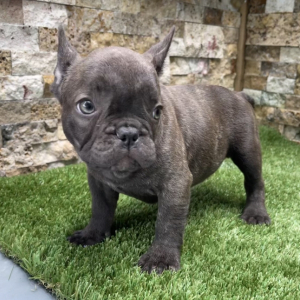 French Bulldog Puppy Brunno