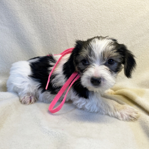 Yorkshire Terrier Puppy Nikki