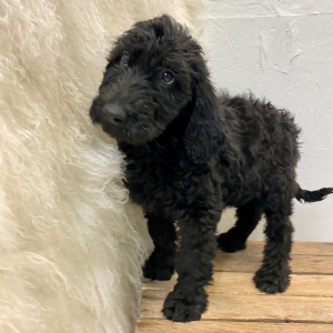 Labradoodle Puppy Blythe
