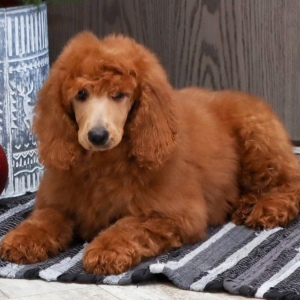 Poodle Puppy Sydney
