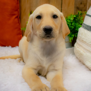 Labrador Retriever Puppy Braxton