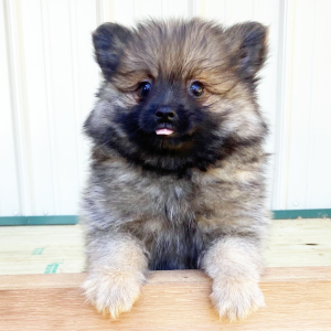 Pomeranian Puppy Bart