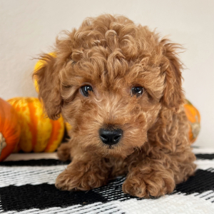 Poodle Puppy Arrow