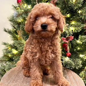 Poodle Puppy Arrow