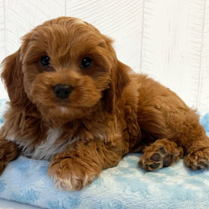 Cavapoo Puppy Emilio