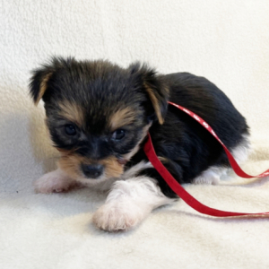 Yorkshire Terrier Puppy Otis