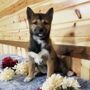 Shiba Inu Puppy Foxy