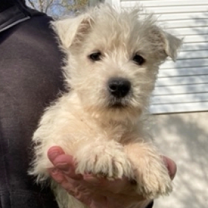 West Highland White Terrier Puppy Carter