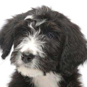 Bernedoodle Puppy Adah