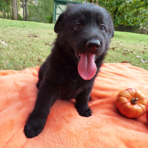 German Shepherd Dog Puppy Hans