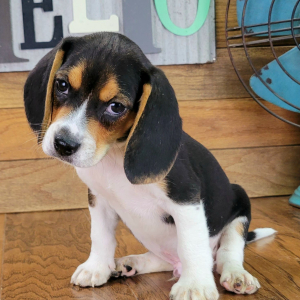Beagle Puppy Champ