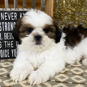 Shih Tzu Puppy Randy