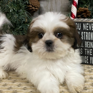Shih Tzu Puppy Randy