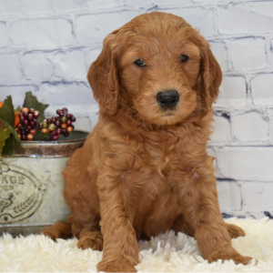 Goldendoodle Puppy Harley