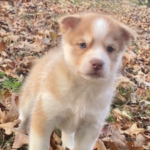 Pomsky Puppy Chloe
