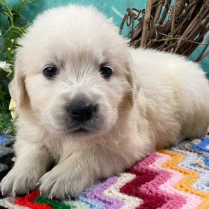 Golden Retriever Puppy Tina