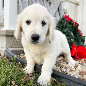 Golden Retriever Puppy Tina