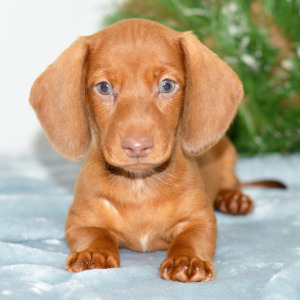 Dachshund Puppy Anthony