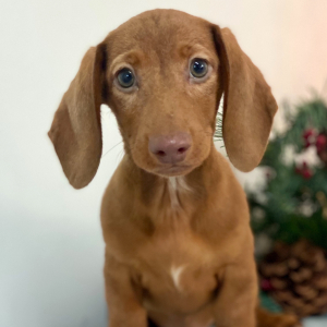 Dachshund Puppy Anthony