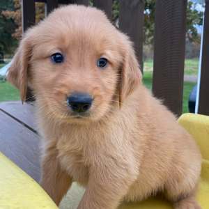 Golden Retriever Puppy Alex