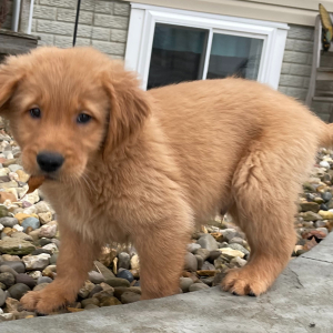 Golden Retriever Puppy Alex