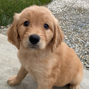 Goldendoodle Puppy Fred