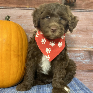 Portuguese Water Dog Puppy Cadence