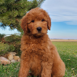 Goldendoodle Puppy Biscuit