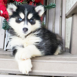 Pomsky Puppy Gracelynn