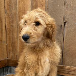 Goldendoodle Puppy Halstead