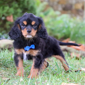 Cavapoo Puppy Frank