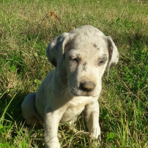 Great Dane Puppy Squish