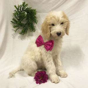 Labradoodle Puppy Helen