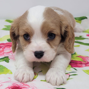 Cavalier King Charles Spaniel Puppy Royce